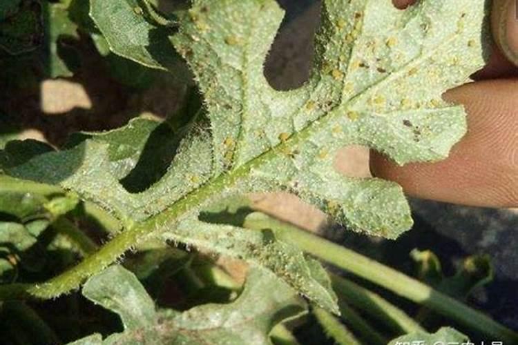 叶面肥使用的误区有哪些？ 苹果专用杀蚜剂:1.3%苦参碱