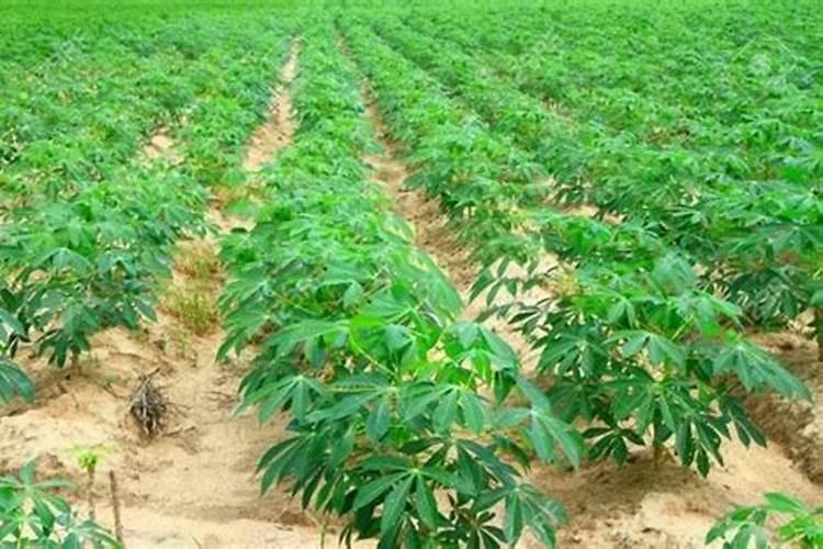 种木薯用什么底肥最好呢