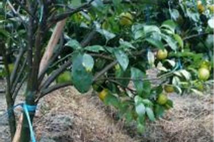 白芨什么时间施肥最好