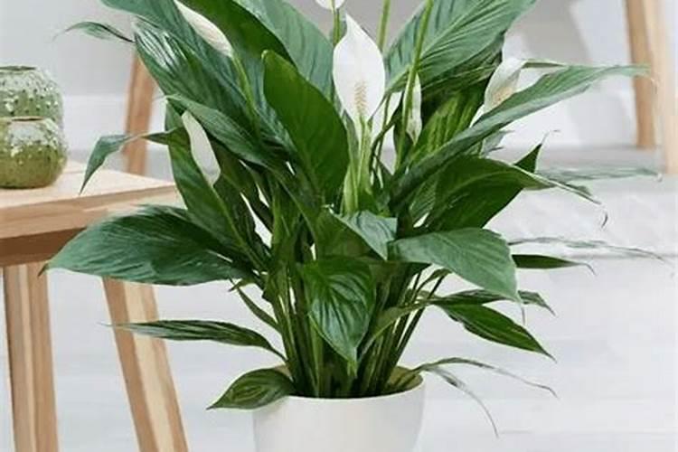 怎么养白掌 白掌用什么肥料最好