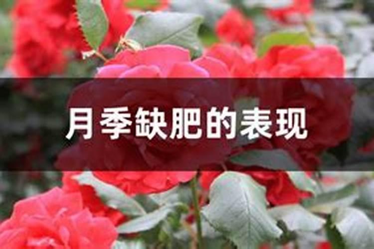 氯化胆碱农业用途