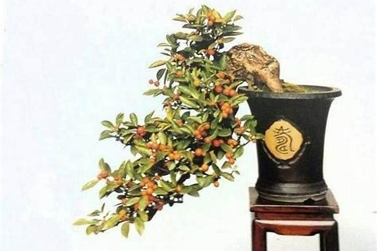 小金豆种植高产管理技术