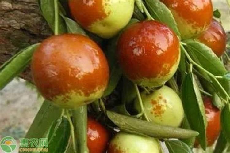 果树叶面肥喷施时间 叶面肥喷洒技巧