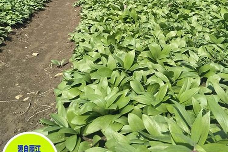 小麦喜欢什么肥料 附用量和用法