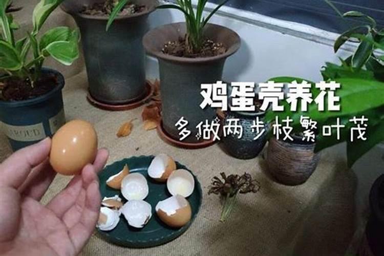 鸡蛋壳如何做花肥 鸡蛋壳怎么做肥料