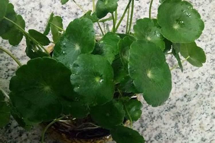 铜钱草浇什么肥最好