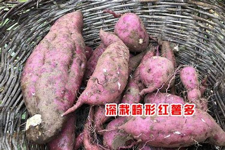 为什么长豆角在不缺乏水的情况下,叶子发黄掉落？