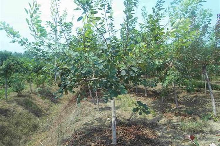 黄栌价格多少钱一棵？黄栌的种植技术