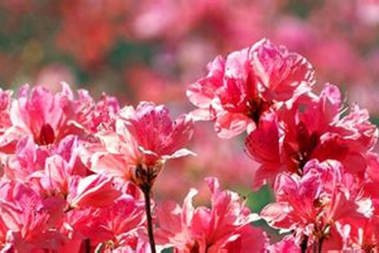杜鹃花什么时候施肥 杜鹃花的最佳施肥时间