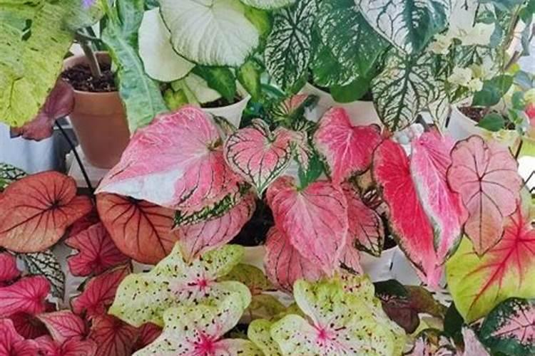 盆栽红苕花黄叶怎么办？