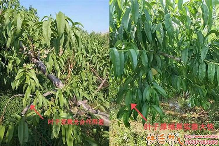 夏季高温果树开花有必要用生根养根肥？