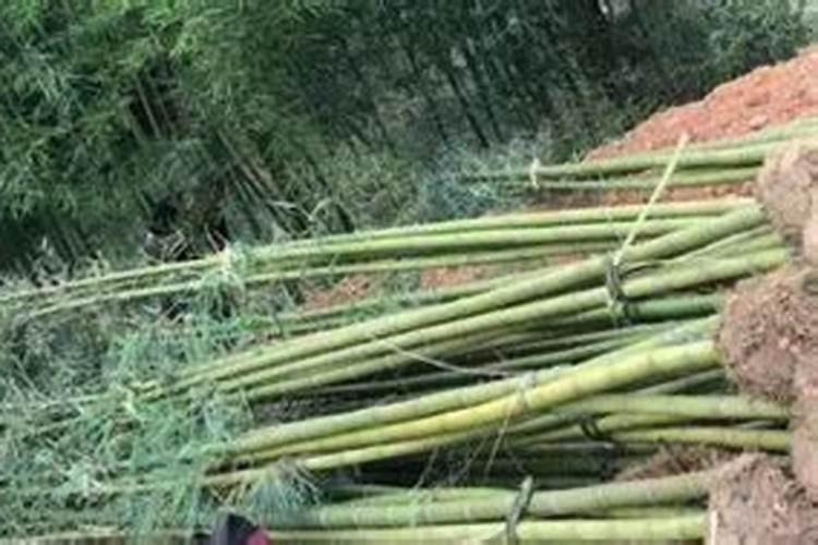雷竹开花怎么办