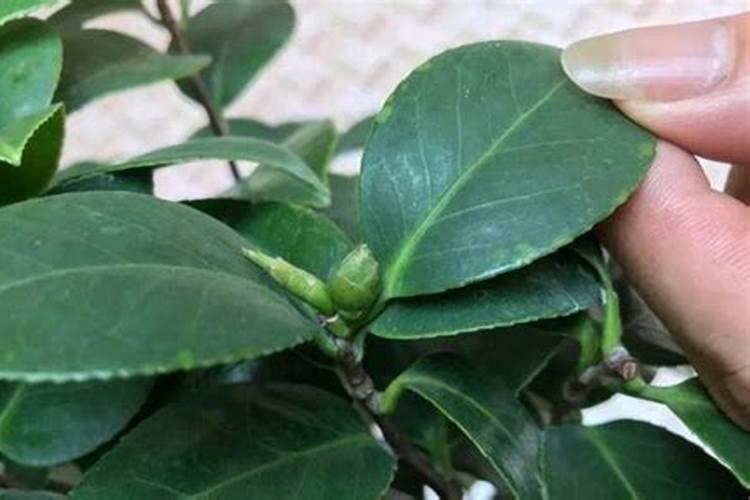 油枯(榨油后的菜籽渣)哪些鱼吃？用来打窝还是做钓饵？怎么弄？