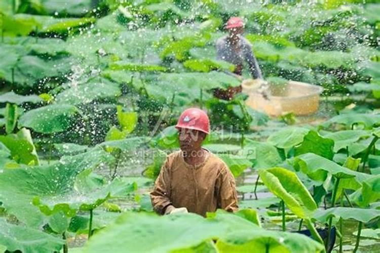 莲藕用什么叶面肥好‘莲藕表皮颜色不好看,有黑斑？