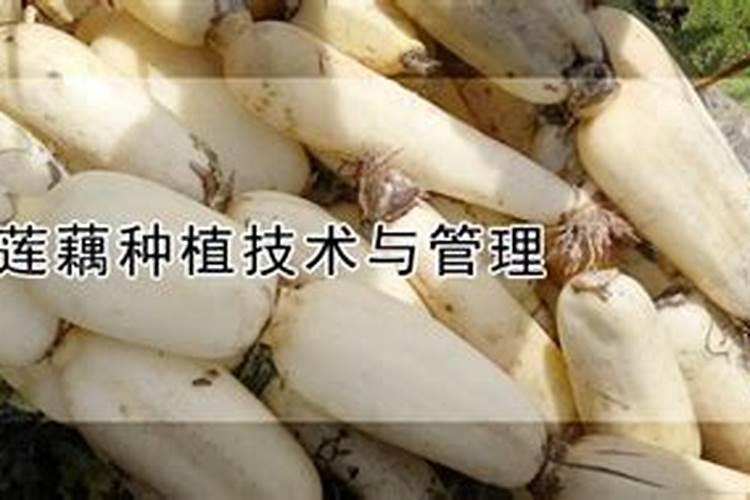 种藕用哪种肥料好