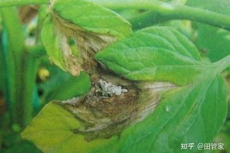 西红柿挂果后施什么肥