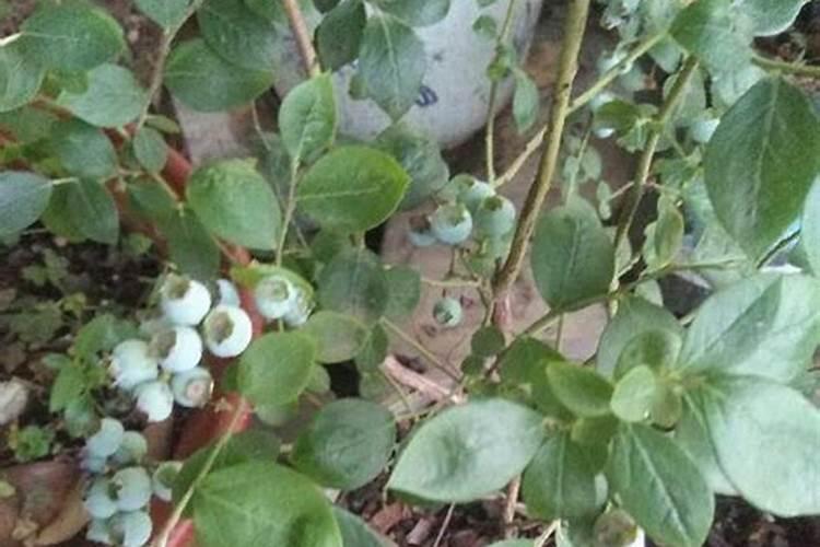 茶花可以每天往叶子上喷水吗
