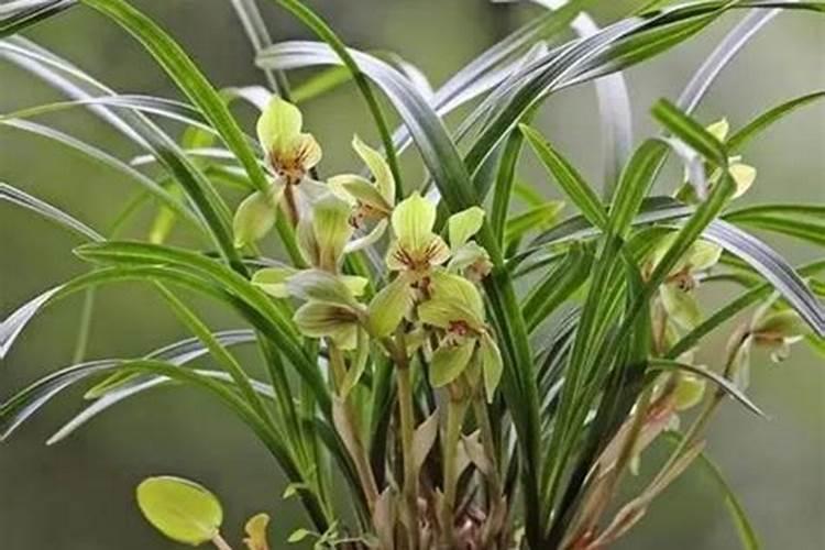 莲雾种植的基本方法