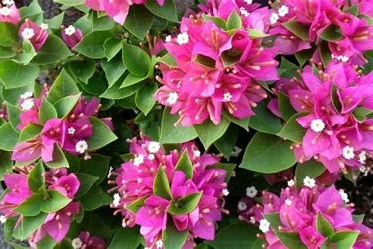 桂花什么时候施肥