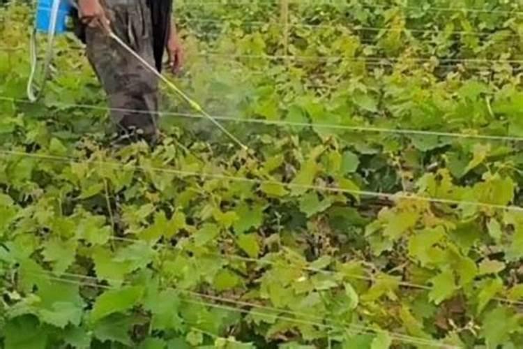 葡萄花前施什么肥料最好;葡萄管理和施肥
