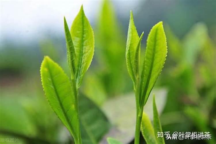 荔枝树大红袍品种适合在河北南部露天种植吗？