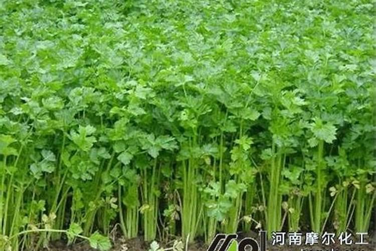 可以用甜菜叶子做哪些菜肴？