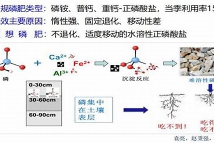 李子树叶发黄、卷叶并脱落是什么病？