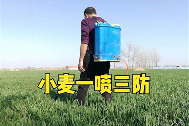 小麦四月份的管理方法