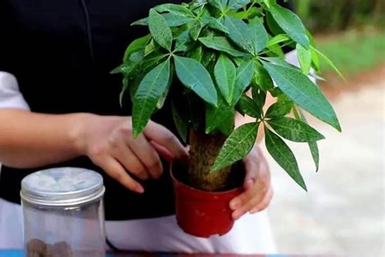 蔬菜多茬立体栽培所需的其他设施有何优缺点？