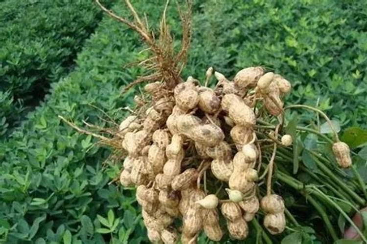 花生追肥用什么肥料好