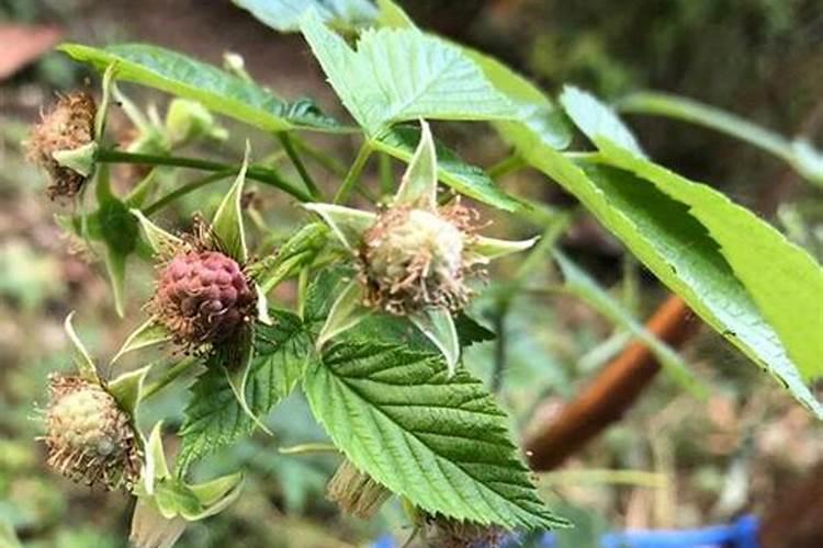 树莓种植管理介绍