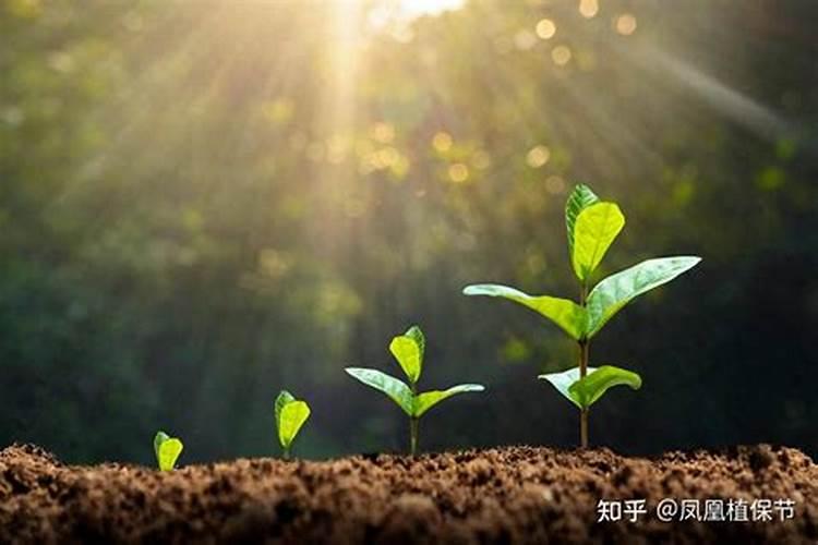 硫酸钙可以用在花上吗