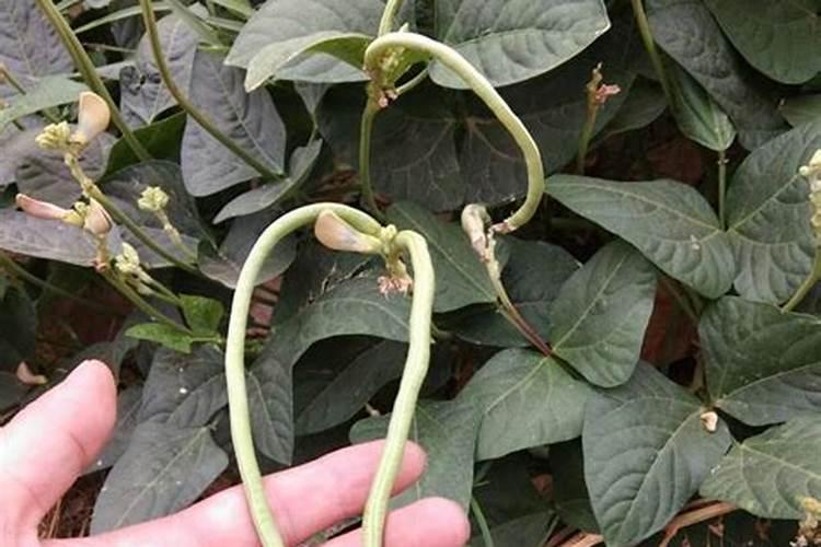 种豆角用什么肥料最好