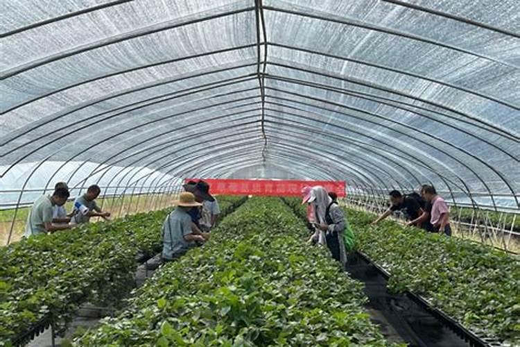 ...白菜,瓢儿菜,菜心等蔬菜,要用什么叶面肥,什么药治虫,治各种疾病百 ...