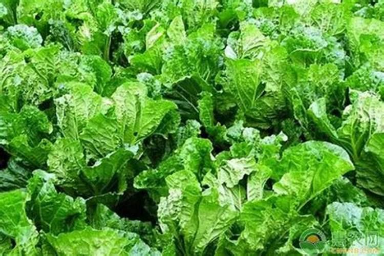秋季盆栽梅花施什么肥料 梅花施什么肥好