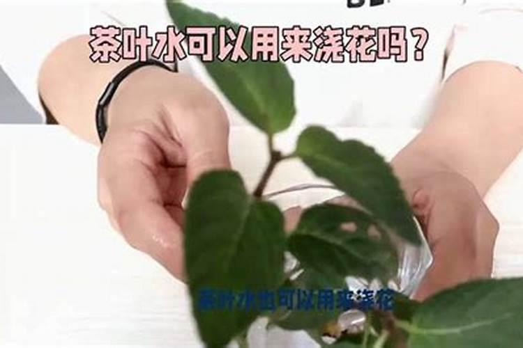 不同种类的花卉如何追肥