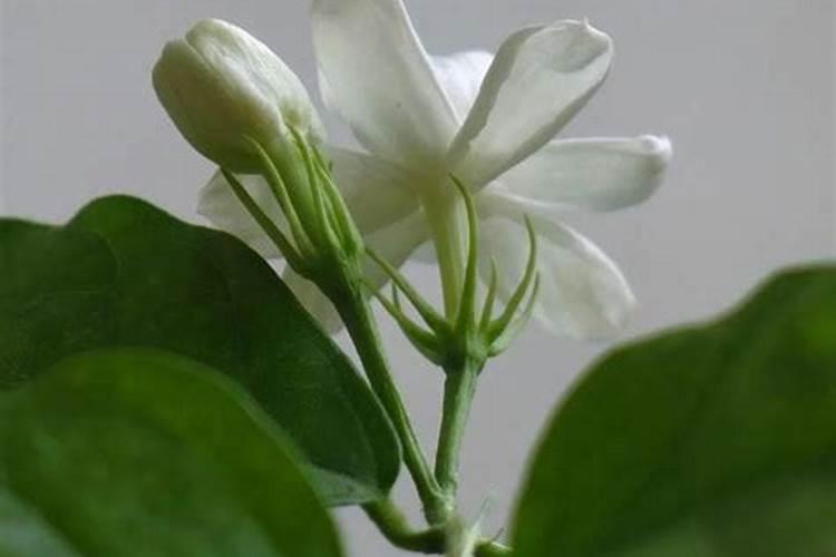 雨水过后如何养茉莉花,才能长得旺,开花又早又多？
