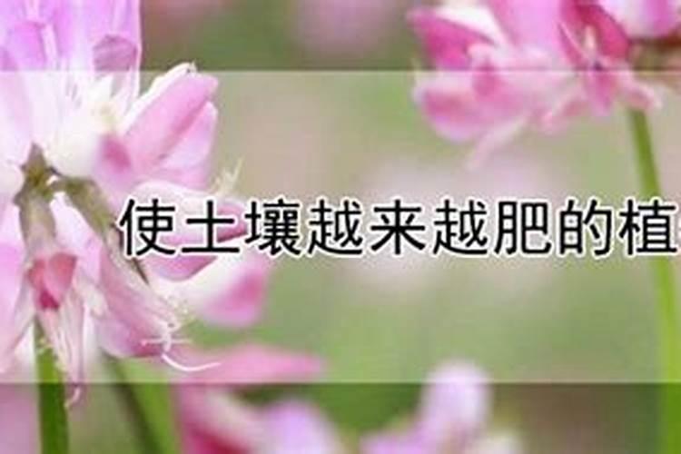 藤本月季怎么施肥,多半以氮肥为主薄肥多施