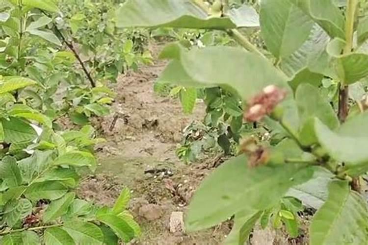 水溶肥喷施方法与用量
