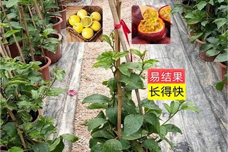 百香果施什么肥料最好