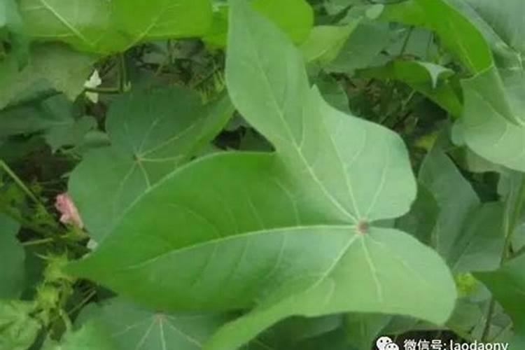 棉花缺硼很常见,棉花缺硼是什么症状？