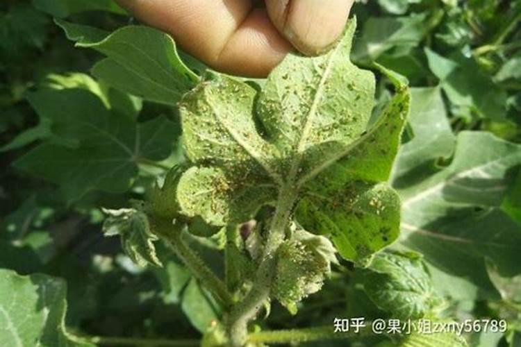 棉花叶片枯黄应使用什么肥