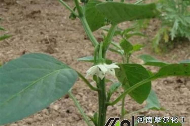 我种的辣椒也不开花也不结果也不打花苞为什么呢？