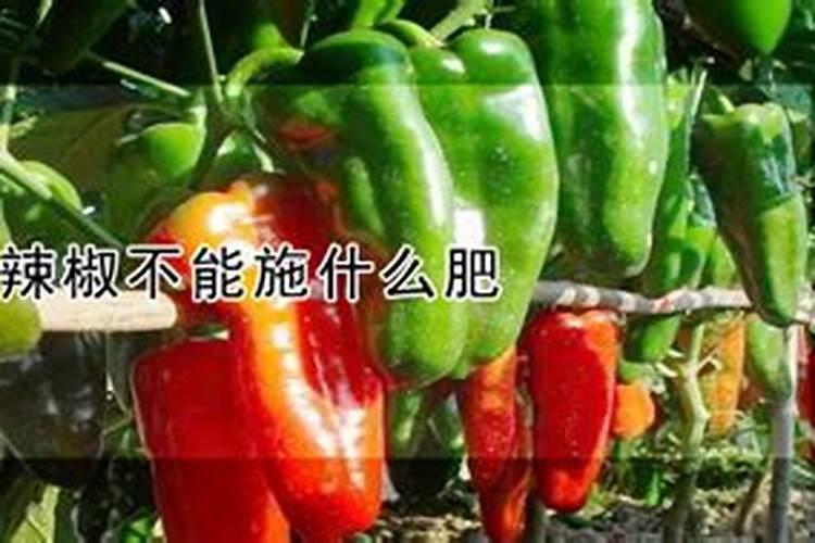 辣椒用什么养护方法可以让它开花结果