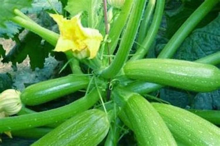 大棚种植西葫芦,在坐瓜后出现瓜不膨大的现象,该怎样处理呢？
