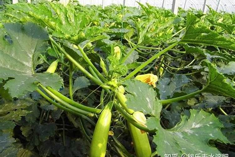 西葫芦的需肥特点和施肥原则是什么