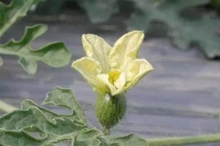 山茶树什么季节追肥好？