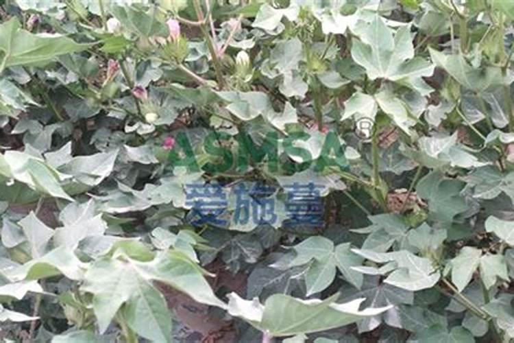 移栽后的韭菜如何进行管理？