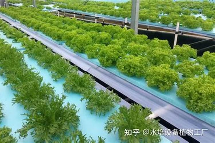农业生产中铵态氮肥为什么不可与碱性物质混用
