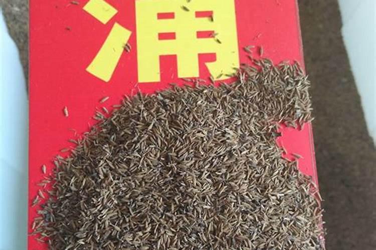 种香菜用什么肥料